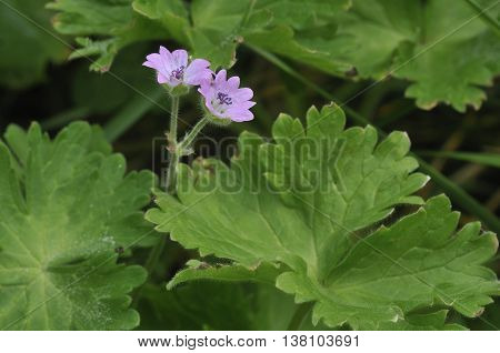 Doves foot Cranesbill - Geranium molle Two Pink Flowers