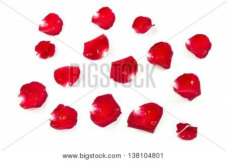 Red Rose Petels isolated on White background Classic style