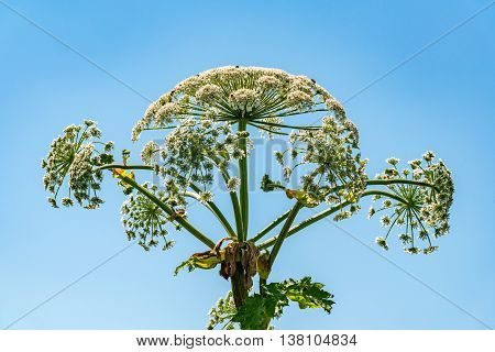 Parsnip Sosnowski