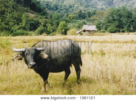 Grand Buffalo mauvais