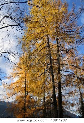 Gelbe Tamarack in Alpen