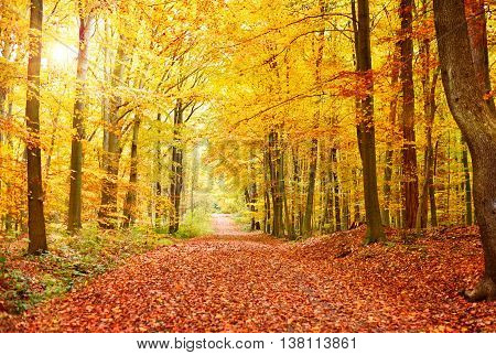 Autumn forest with sunbeam and copy space. View of a single lane road in an autumn forest.