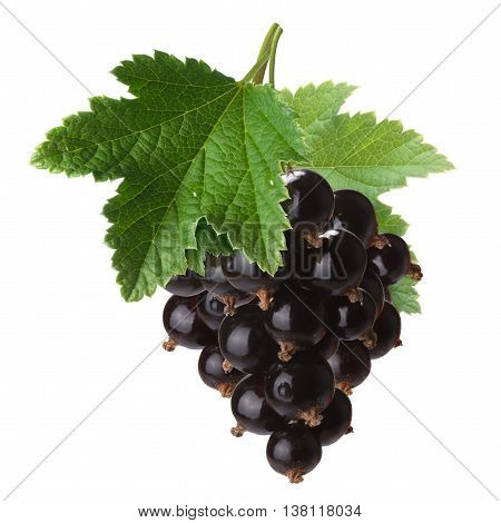 Blackcurrant Bunch (ribes Nigrum), Clipping Path