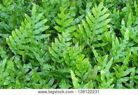 Background Pattern Horizontal of Polypodium Diversifolium Leaves Textured or Green Bush Background.