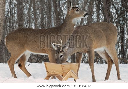 To Whitetail bukke på feeder