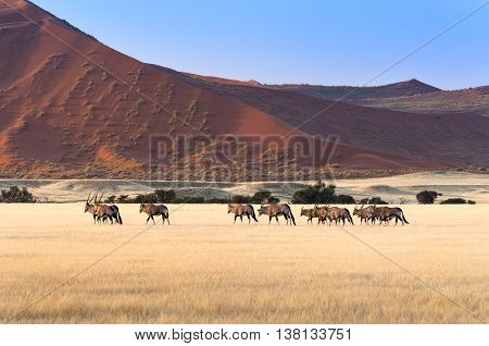 Herd of Gemsbok in Sossusvlei Namibia, Africa