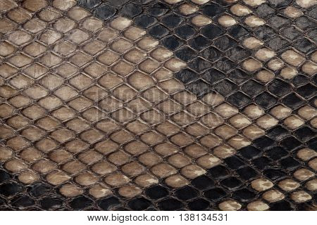 Genuine snakeskin. Leather texture background. Closeup photo. Skin reptiles such as python or cobra.