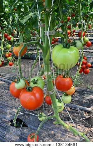Growing tomatoes in greenhouse. Small - family business in eastern Europe