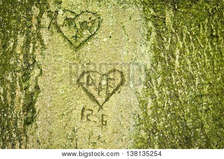 Heart shapes scratched in a tree trunk. Love symbols.