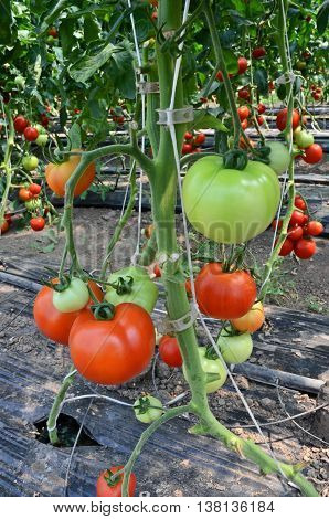 Growing tomatoes in greenhouse. Small - family business in eastern Europe