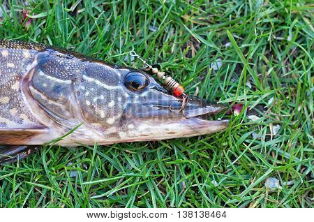 pike head with a hook in its mouth