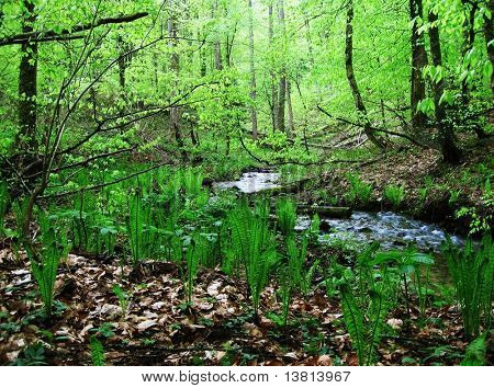 Nuori fern Forest-vihreä