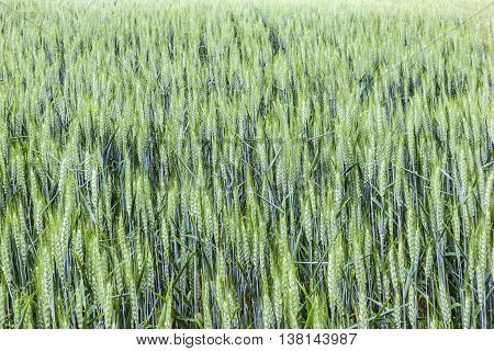 Beautiful Pattern Of Green Grain In Grainfield