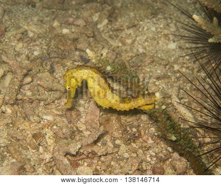 closed up the yellow seahorse in Myanmar divesite