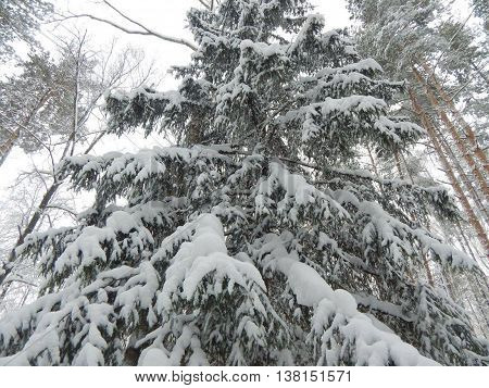 Winter forest in Electrostal Moscow region Russia