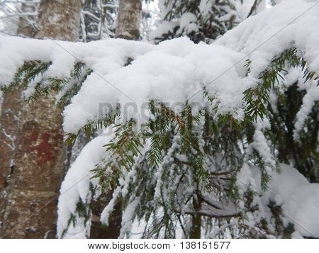 Winter forest in Electrostal Moscow region Russia