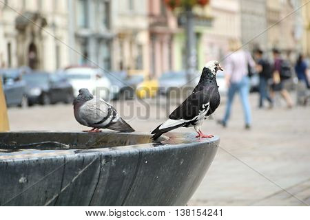 Urban pigeon sitting on a water fountain