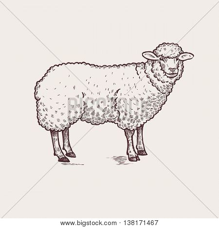 Vector illustration - domesticated animals. Graphics handmade drawing. Vintage engraving style. A series of farm animals. Nature - Sketch. Isolated sheep image on a white background.