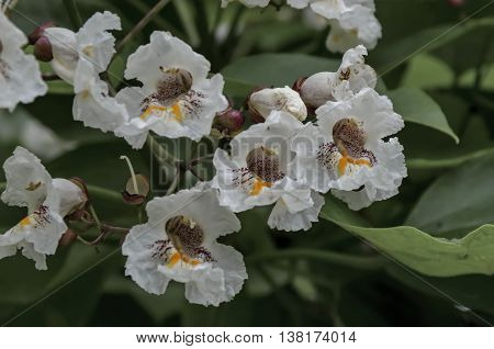 Close up of Indian Bean Tree flowers  or Catalpa bignonioides, Sofia, Bulgaria