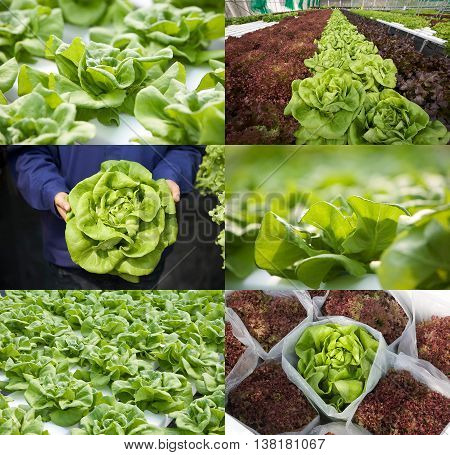 Bibbl lettuce or butterhead lettuce in various views in set