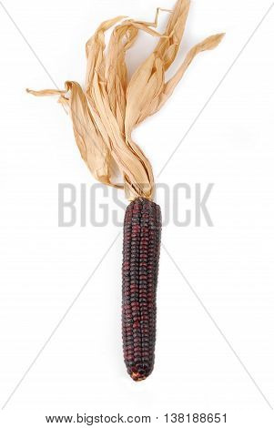 closeup of the cob corn Indian isolated on white