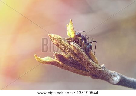Budding yellow Tabebuia or chrysotricha flower and black ant on blurred background