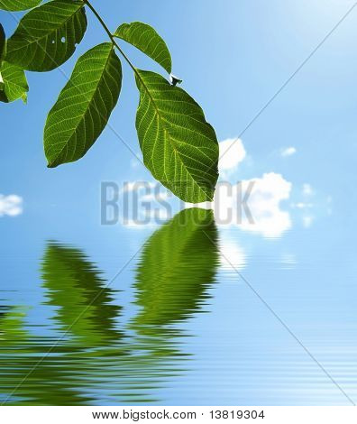 Riflessione di ramo verde