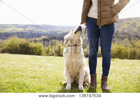 Close Up Of Golden Retriever On Walk In Countryside