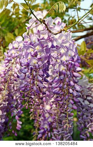 Flower of wisteria wisteria sinensis genus of flowering plants