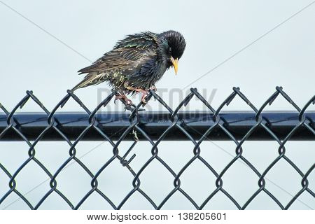 Baby grackle perched on a black chain linked fence drying his feathers. The iridescent colors of his feathers showed up nicely in the late afternoon sun.
