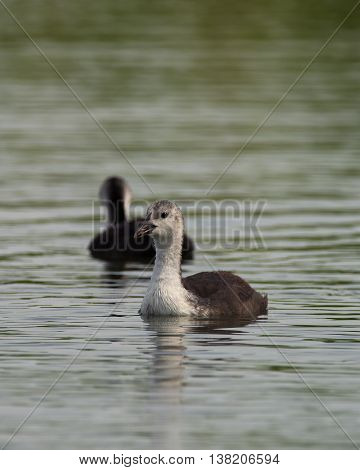 Grebe Birds On Big Sea Milada In Hot Summer Day