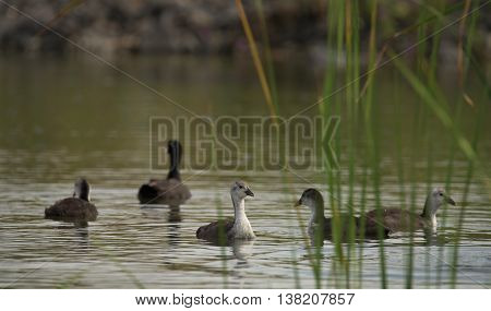 Grebe Birds On Big Sea Milada In Hot Summer Day