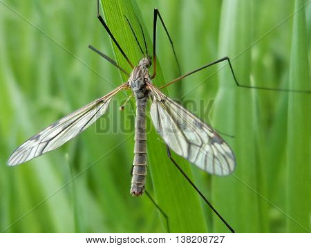 Insects with wings on a green leaf