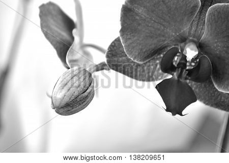 Black And White Moth Orchid Against White