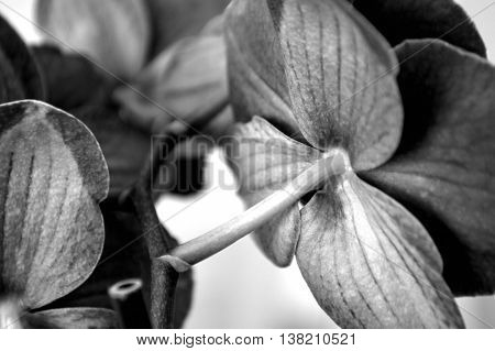 Black And White Moth Orchid Against White