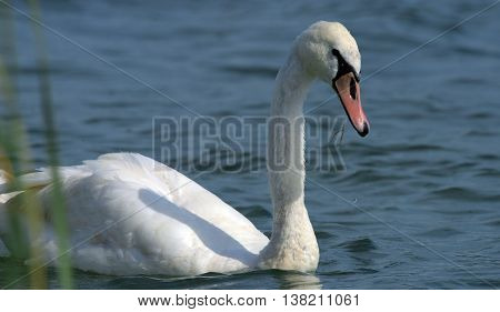 Swans On Big Sea Milada Near Usti Nad Labem City