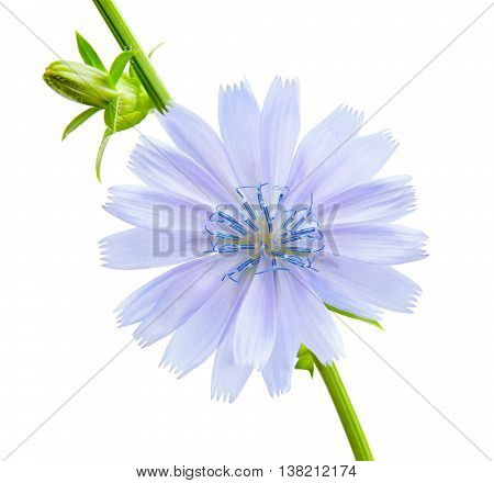 Сhicory flower. Beautiful blue chicory flower isolated on white background