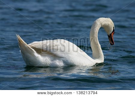 Swans On Big Sea Milada Near Usti Nad Labem City