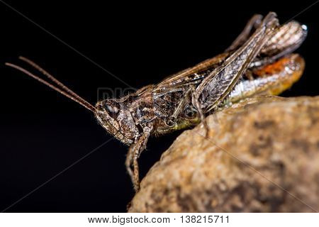 Field grasshopper (Chorthippus brunneus) with orange on abdomen. Long-winged insect in family Acrididae with sharply indented shield and hairy underside