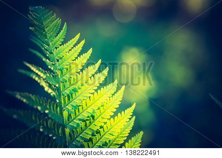 Vintage Photo Of Beautiful Fern Leaves