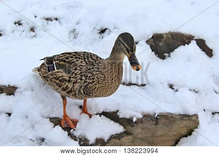 Duck on the river in the snow