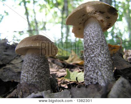 Mashrooms