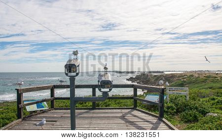 Sea gulls on the viewing platform at Penguin Island with an Indian Ocean seascape under an overcast sky in Rockingham, Western Australia.