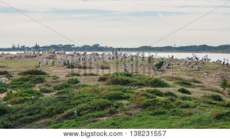 Massive flock of pelicans nesting on the vegetated coastal dunes at Penguin Island on an overcast day in Rockingham, Western Australia.