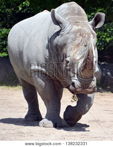 Rhinoceros also known as rhino, is a group of five extant species of odd-toed ungulates in the family Rhinocerotidae. Two of these species are native to Africa and three to southern Asia.