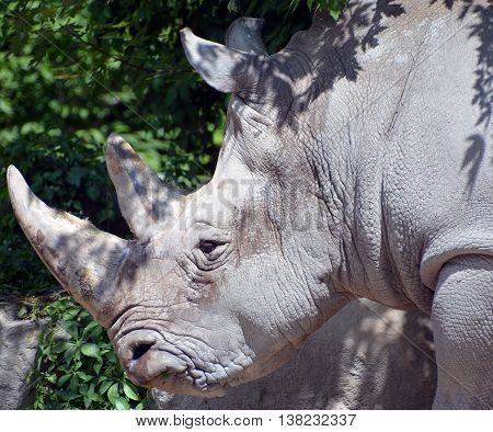 Rhinoceros also known as rhino, is a group of five extant species of odd-toed ungulates in the family Rhinocerotidae. Two of these species are native to Africa and three to southern Asia.