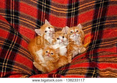 Four cute little red kittens hiding in the folds of tartan plaid. Pets. Funny animals.