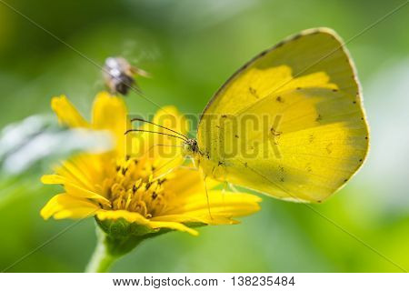 a cute yellow butterfly on wild flower
