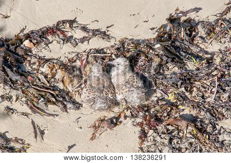 Brown and white speckled baby sea gulls on sandy beach camouflaged in brown seaweed on Penguin Island in Rockingham, Western Australia.
