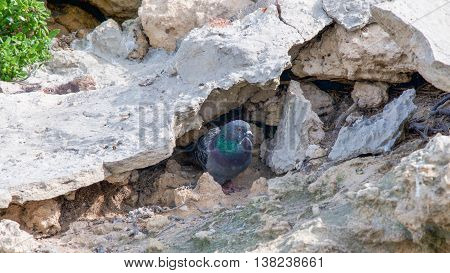 Australian rock pigeon nestled in the coastal limestone rocks at Penguin Island in Rockingham, Western Australia.